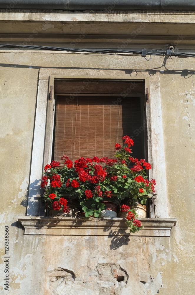 Window with Geranium