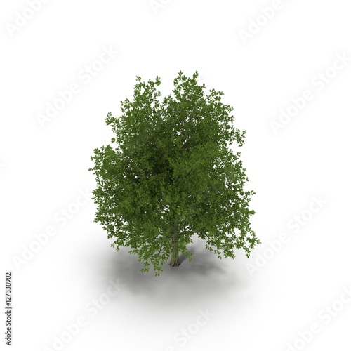 Green summer maple tree isolated on white. 3D illustration