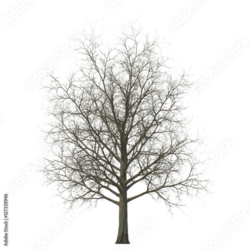 Winter maple tree isolated on white. 3D illustration © 2dmolier
