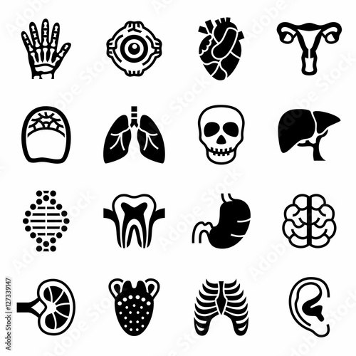 Vector Anatomy icon set