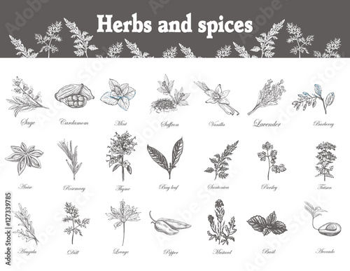 Herbs and spices set. Hand drawn officinale medicinal plants. Organic healing wild flowers. Vector botanical illustrations. Engraving floral sketches
