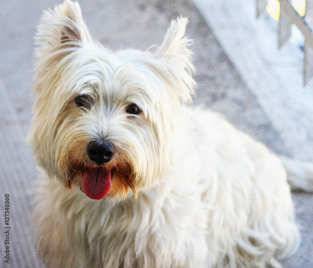 West Highlands terrier sitting, portrait West Highlands terrier sitting, portrait