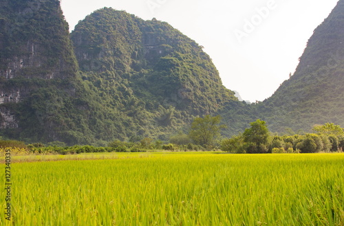 Rice field in karst area of Guangxi province, China photo