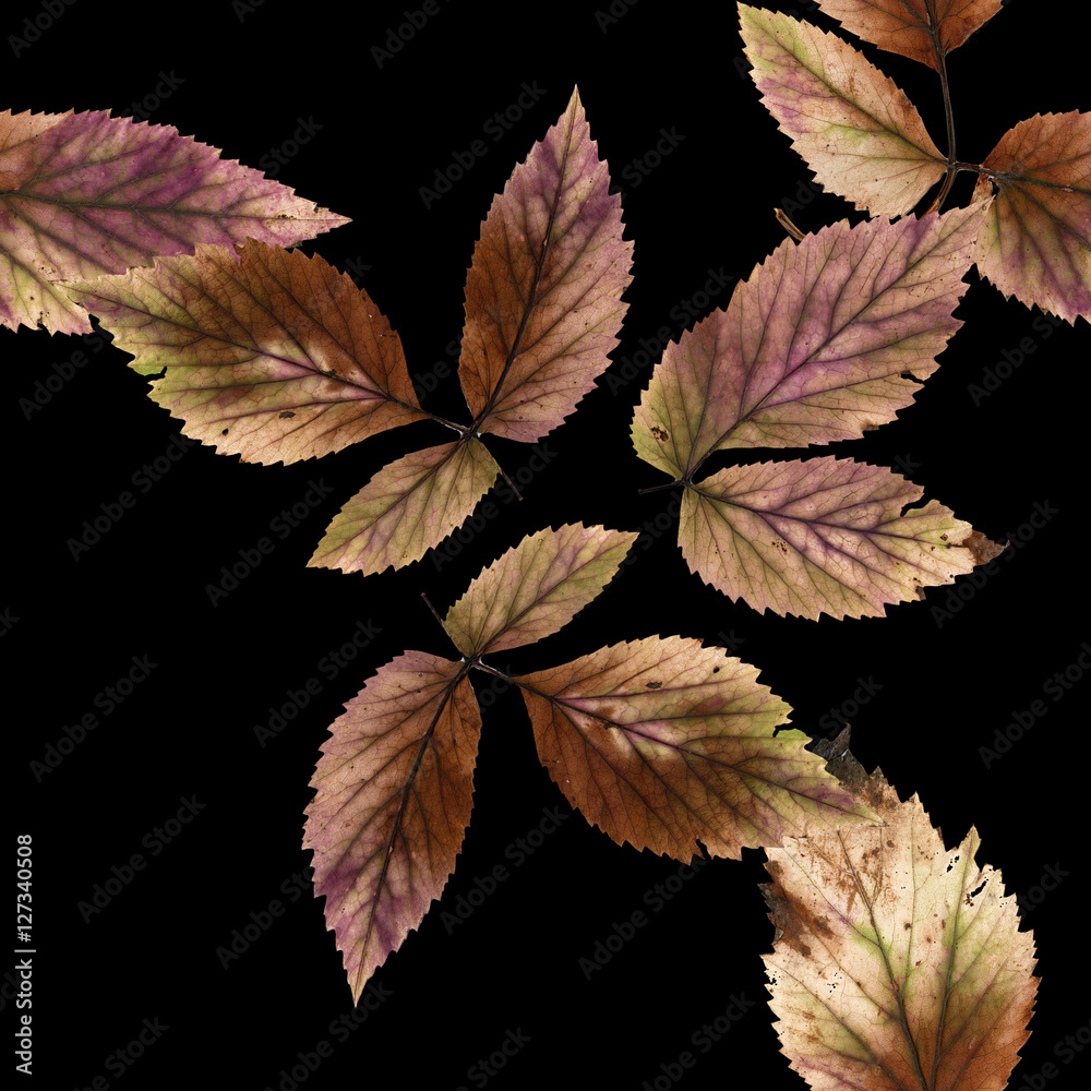background texture stone berry leaves and place for text