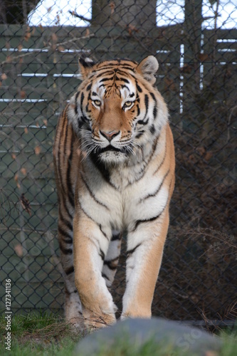 Fototapeta Naklejka Na Ścianę i Meble -  The Tiger