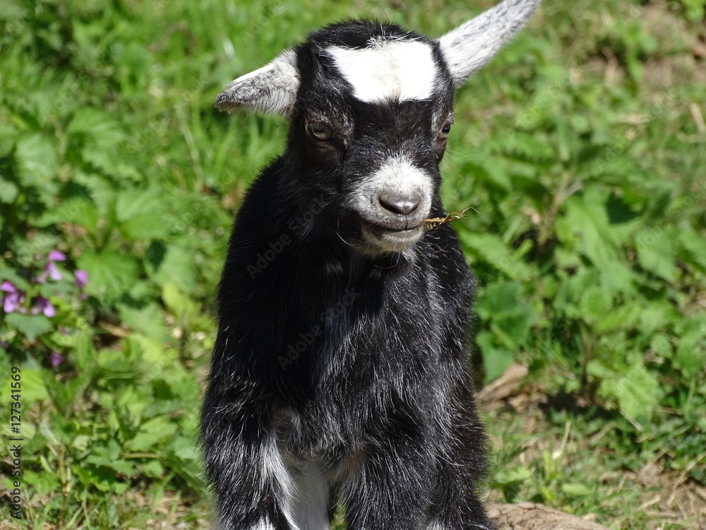 Black hair goat cub with white spots eating in the middle of the grass. Black hair goat cub with white spots eating in the middle of the grass.