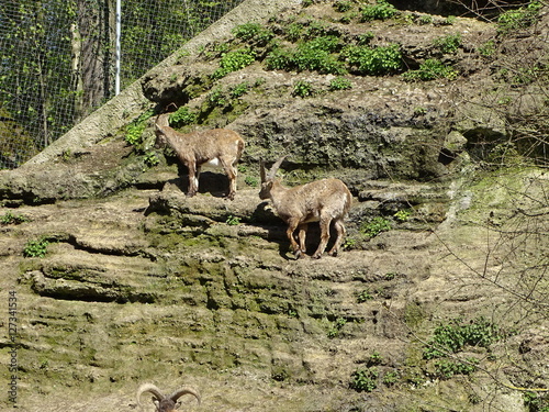Mountain goats climbing hill.