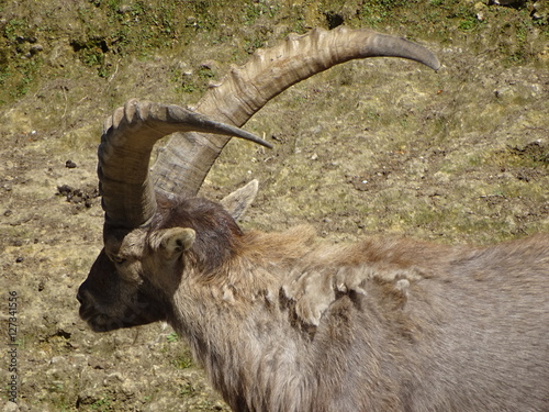 Mountain goat and its pointed horns.