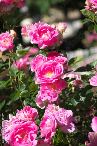 Wallpaper Mural 薔薇 Torontodigital.ca