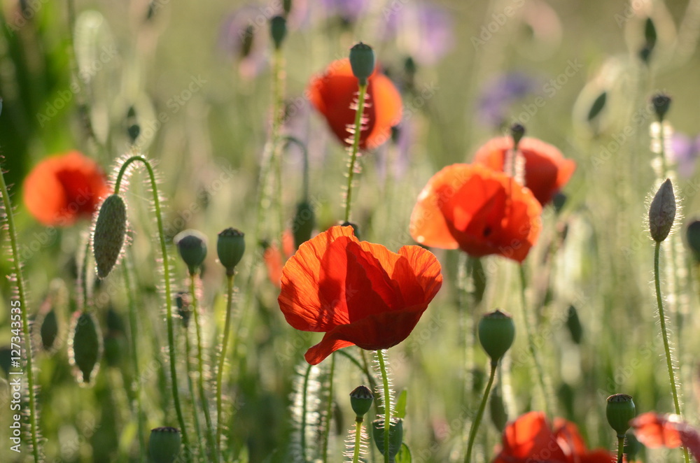 Obraz premium Sommer - Sonne - Mohnblumen