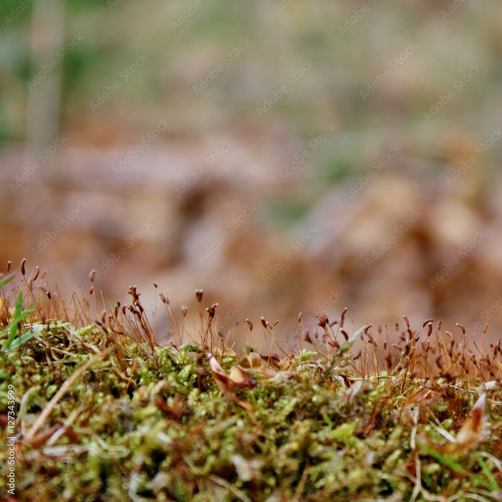 Woodland floor covered with moss