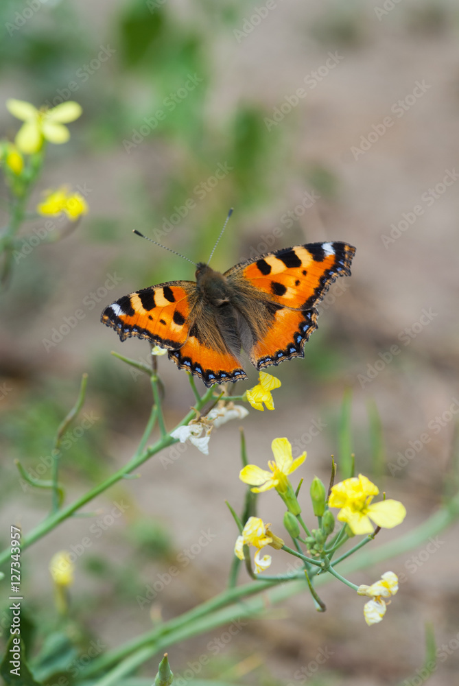 motyl siedzący na kwitnącym rzepaku motyl siedzący na kwitnącym rzepaku