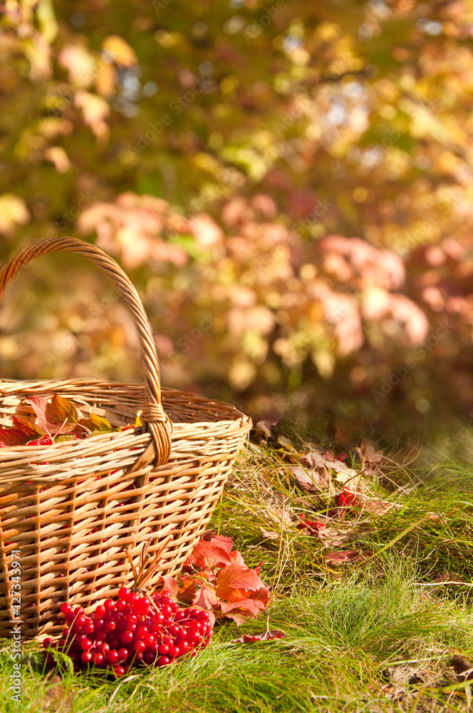 Beautiful Autumn. Autumn harvest in basket Beautiful Autumn. Autumn harvest in basket