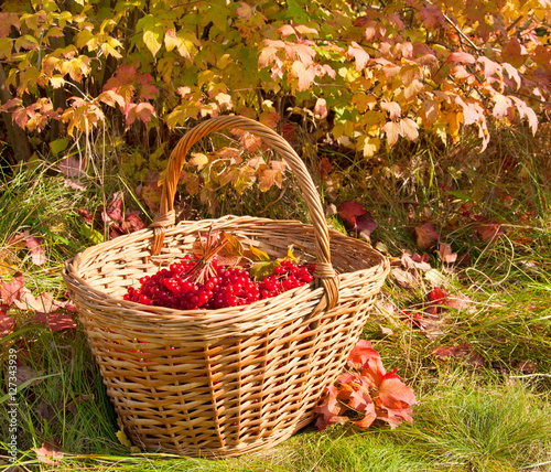 Beautiful Colored Autumn. Autumn harvest in basket