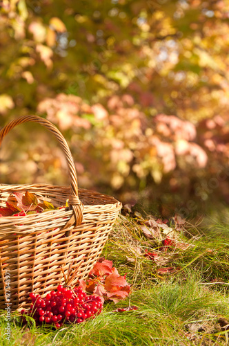 Beautiful Autumn. Autumn harvest in basket