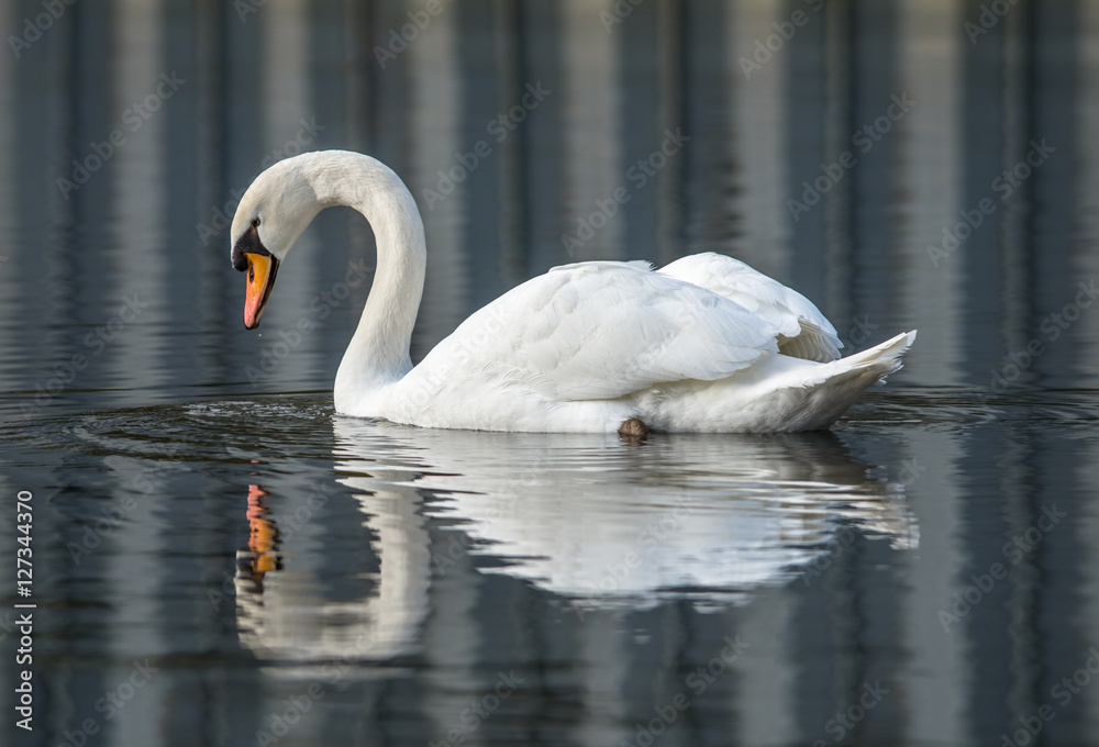 Obraz premium Einsamer Schwan am See