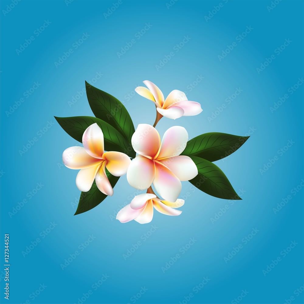 Naklejka premium Plumeria. Vector flower