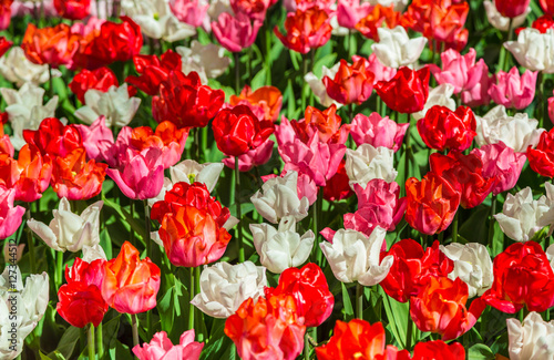 Tulip. Glade of red, pink and white fresh tulips. Colorful tulips in the Keukenhof garden, Netherlands.Tulip Flower Field. Tulip background. Beautiful bouquet of tulips. Spring landscape.