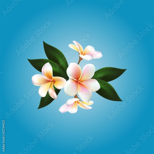 Plumeria. Vector flower