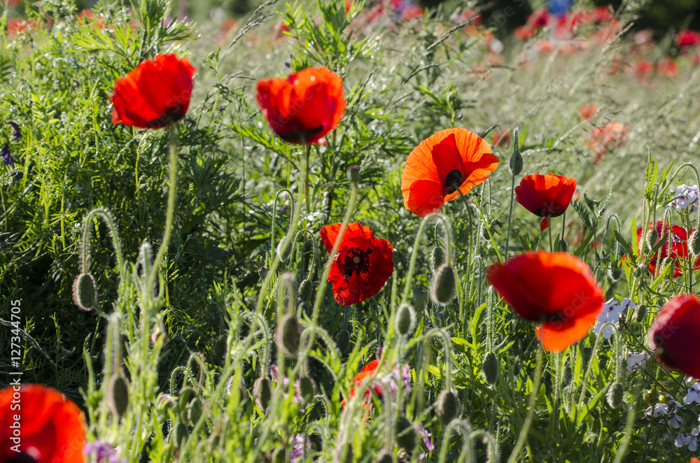 Fototapeta premium Mohnblumen - Kornblumen - Sommerzeit