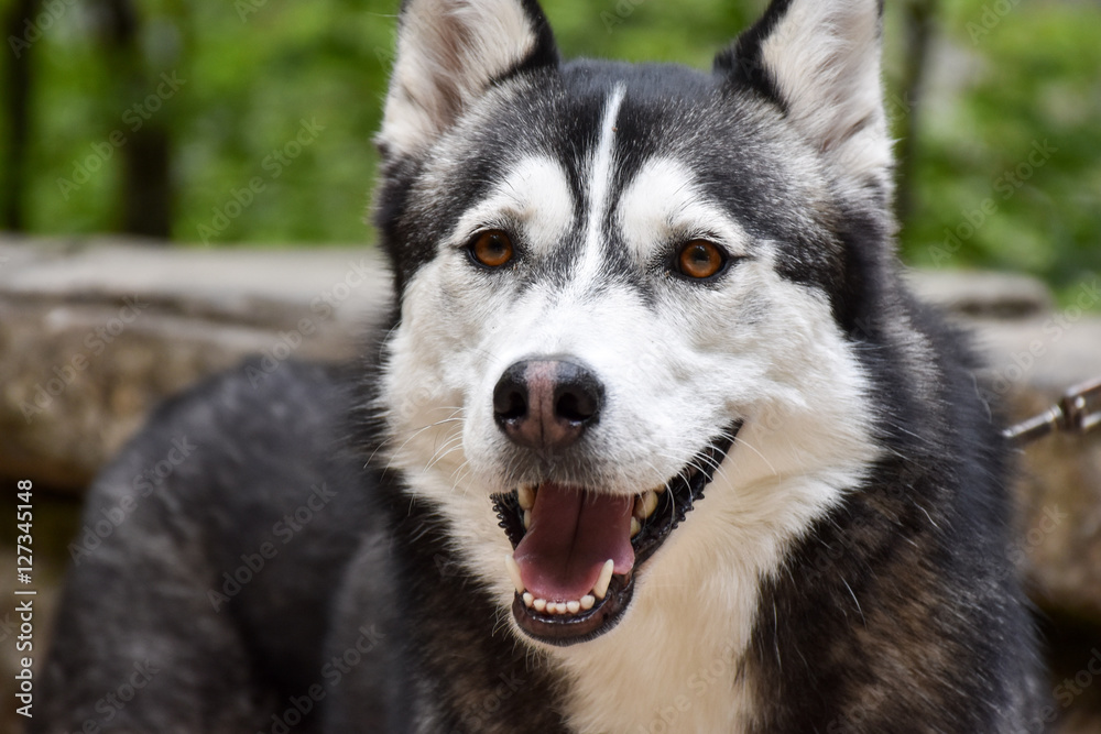 Closeup of a brown-eyed husky dog on a leash