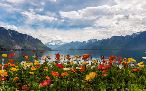 Photo Beautiful view with colourful poppies on the Alps Mountains and Lake Leman from Montreux embankment