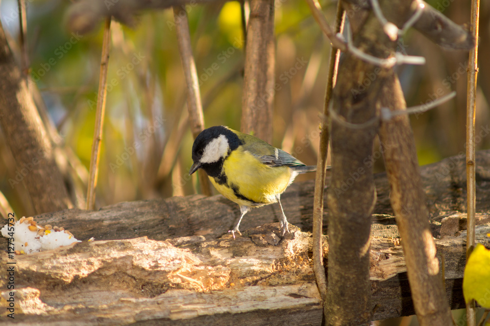 Fototapeta premium sparrow and titmouse on a branch of tree at the manger. Passero e cinciallegra su ramo di un albero alla mangiatoia