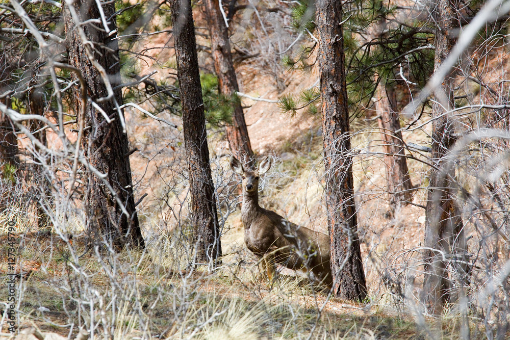 Mule Deer in the Pike National Forest of Colorado Mule Deer in the Pike National Forest of Colorado