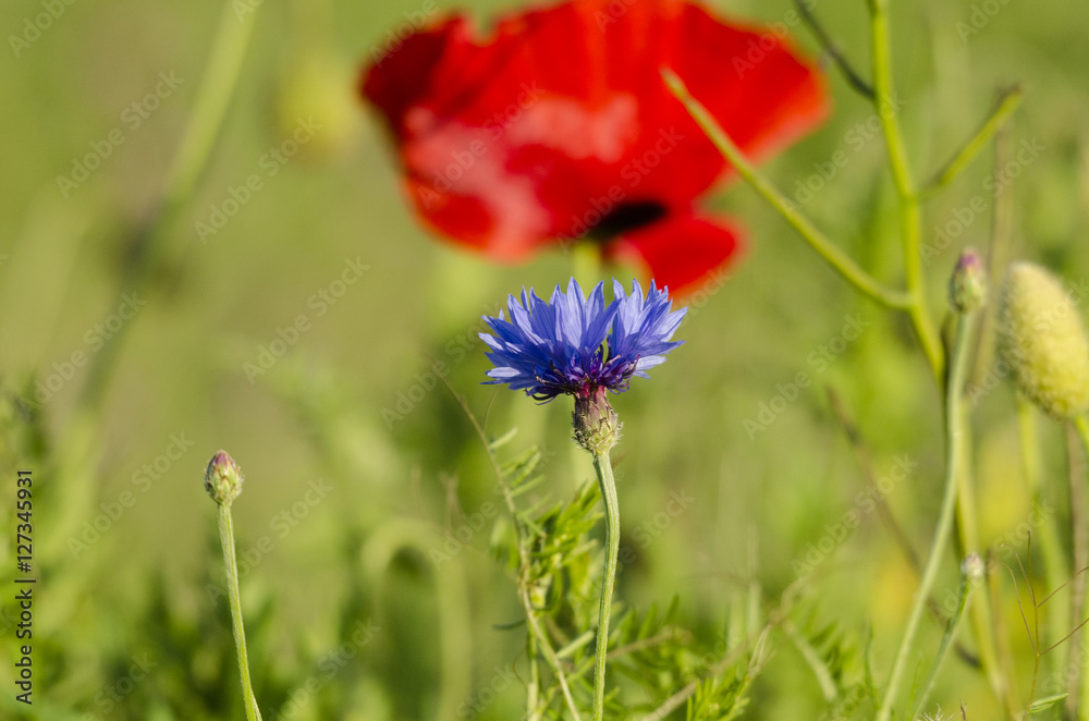 Mohnblumen - Kornblumen - Sommerzeit