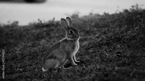 B/W bunny rabbit