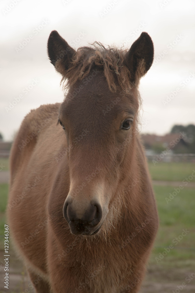 Obraz premium Junges Islandpferd