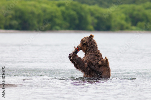 Brown bear on the shore of Kurile Lake