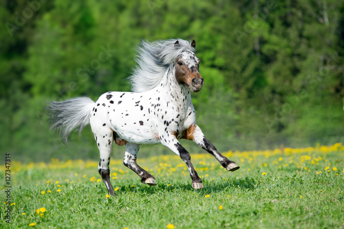 Obraz na plátně Appaloosa horse runs gallop on the meadow in summer time