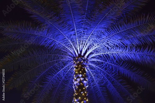 Christmas decorated palm tree in Orlando