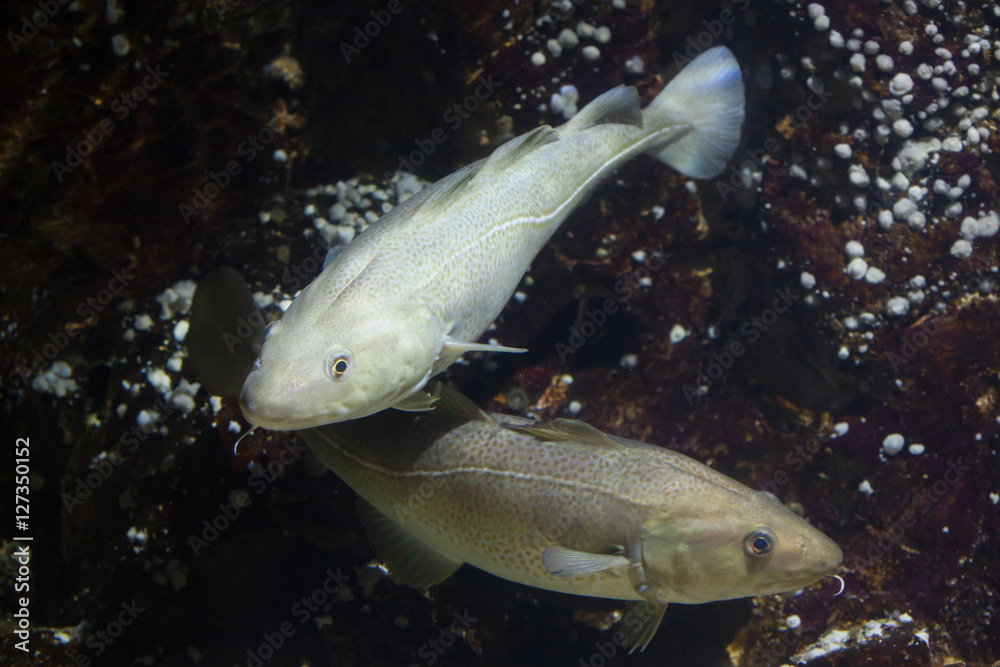 Obraz premium Atlantic cod (Gadus morhua).