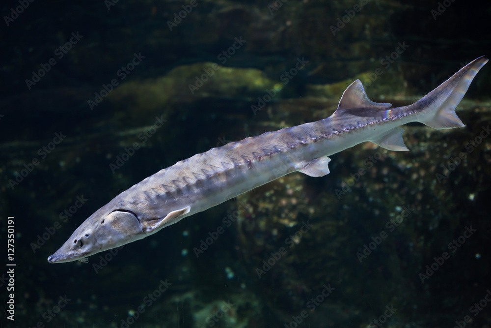 Fototapeta premium European sea sturgeon (Acipenser sturio)