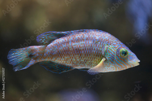 Corkwing wrasse (Symphodus melops). photo