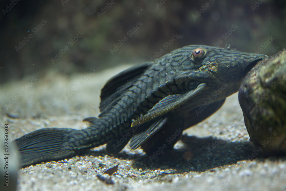 Royal panaque (Panaque nigrolineatus) Royal panaque (Panaque nigrolineatus)