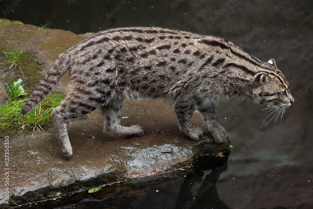 Obraz premium Fishing cat (Prionailurus viverrinus).