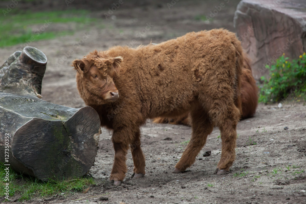 Fototapeta premium Scottish highland cattle (Bos primigenius taurus).