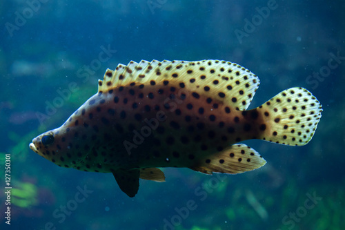 Humpback grouper (Cromileptes altivelis)