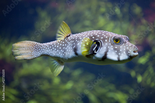 White-spotted puffer (Arothron hispidus)