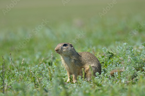 Cute European ground squirrel gopher (Spermophilus citellus Ziesel) sitting on a field