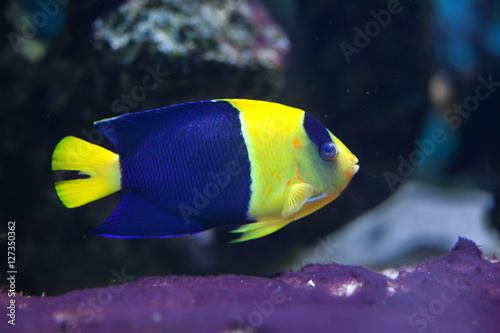 Bicolor angelfish (Centropyge bicolor) photo