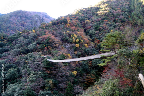 全国的に知られた九州熊本県五家荘の紅葉と梅の木轟吊り橋 photo