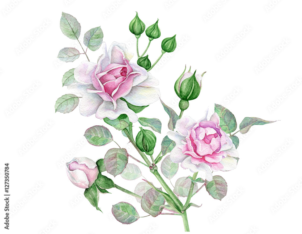 Fototapeta premium Watercolor pink roses