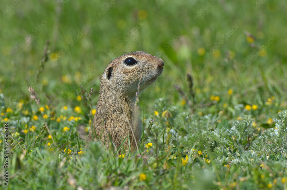 Cute European ground squirrel, gopher (Spermophilus citellus, Ziesel) sitting on a field Cute European ground squirrel, gopher (Spermophilus citellus, Ziesel) sitting on a field