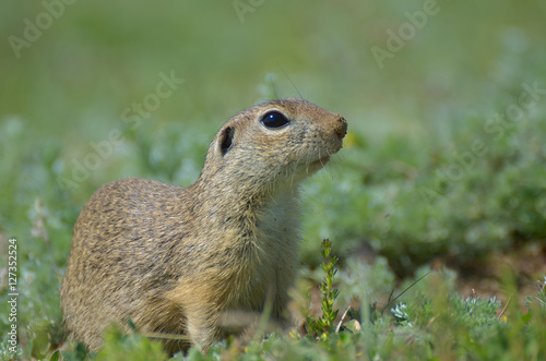 Cute European ground squirrel, gopher (Spermophilus citellus, Ziesel) sitting on a field