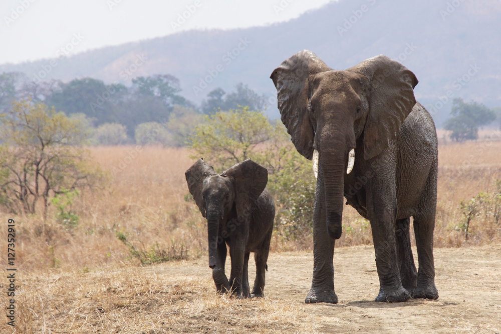 Elephant & Baby