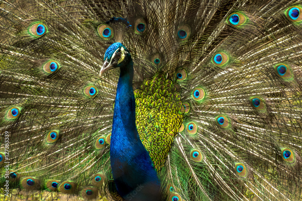 Fototapeta premium Lovely Indian Peacock bird with open feathers plumage at Kolkata zoo.